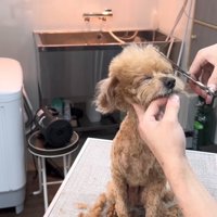 お顔のカット中も協力的な態度