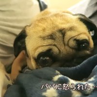 叱られた後のぷぅちゃん