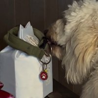 ルークくんをお散歩に誘った時の行動3