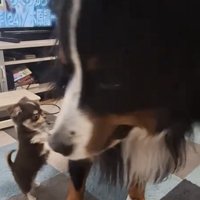 大型犬の方を向いて立ち上がる子犬