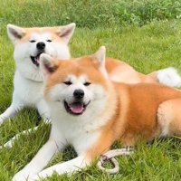 もちろんお散歩も一緒！！