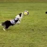 バウンドしたボールを鼻の頭で弾き返す犬