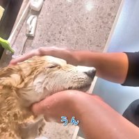 シャンプーをするスティーブくん8