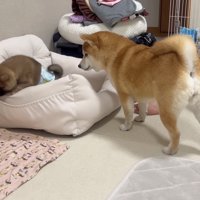 発見！不法侵入