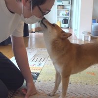 飼い主に甘える柴犬