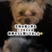 見つめる犬