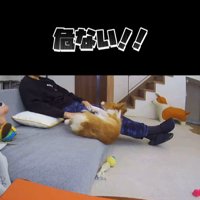 ソファから落ちたモナちゃん4
