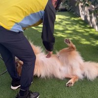 そら君とブリーダーさんの再会6