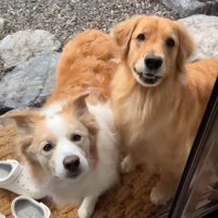 縁側に座って飼い主を見つめる2頭の犬