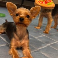 ひんやりカーペットの上で遊ぶ小型犬達