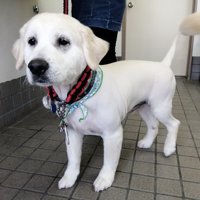 サマーカットのりんたろーさん