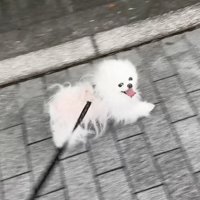 笑顔で道を歩く犬