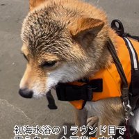 海に入って震える末っ子の柴犬