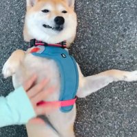 うっとりするはなこちゃん