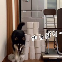 大河くんのトイレットペーパーチャレンジ9