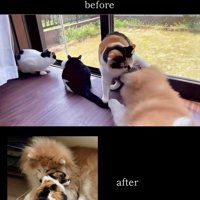 教育的猫パンチ