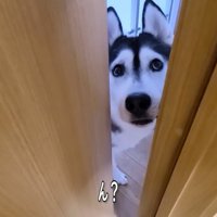 部屋を覗き込むはっちゃん