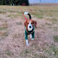 駆け寄ってくる犬