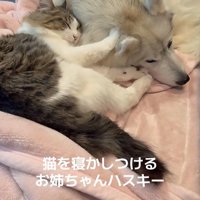 ローズちゃんとロイくんのお昼寝2
