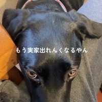 女性の左足の上にあごを乗せる犬
