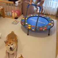 遊ぶ姪っ子ちゃんと柴犬たち