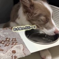 水を飲むピエナちゃん