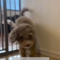 ゲートをすり抜けるマフィンくん4