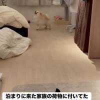 何かを訴えるように鳴いています