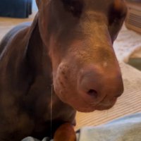 よだれをたれるよもぎくん
