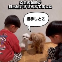 とりあえず握手代わりにお手を披露♪