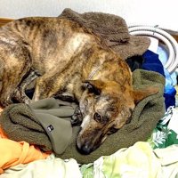 まさかの場所にいたりゅうさん6