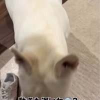 犬のアップ