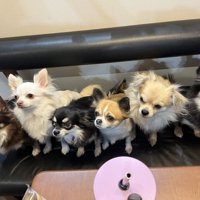 チワワズ