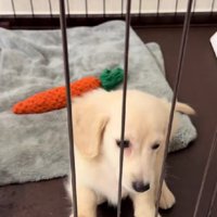 駄々をこねるころねちゃん