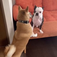 ソファの犬に近づく犬