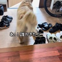 ドアが開き来客を見つめるゴールデン
