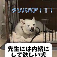 牙を見せて怒る犬