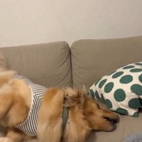 崩れ落ちるにこちゃん