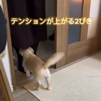 女性の足もとに集まる小型犬