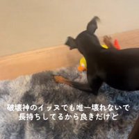 家では負けず劣らずのやんちゃ