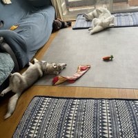 違いすぎる