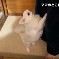 「ママのところに連れて行って！」
