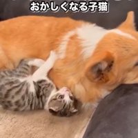 「ねえねえ、構って～」