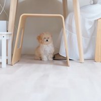 マルプーのぽぬちゃん