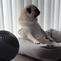 横を見つめる犬