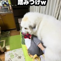 ドレミちゃんの優勝！？