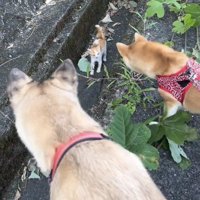 子猫を覗き込む2匹の犬