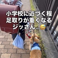 人のあとをゆっくり歩く犬