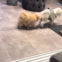 並んで歩く犬