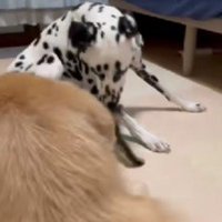 「え…いまのなに…？」